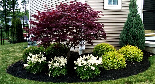 Japanese Maple Corner