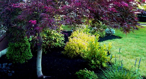 Japanese Maple