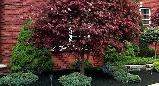 Trim Clean Mulch 2